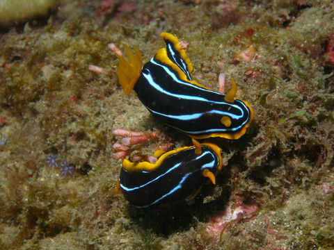 Mudjimba (Old Woman) Island Dive Site - Attractions Melbourne 1