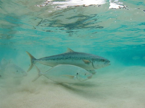 Ned's Beach - Attractions Melbourne 2