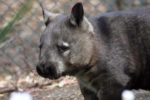 Peel Zoo - Attractions Melbourne 0