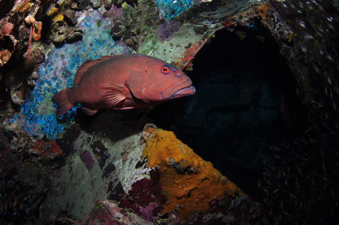 Severance Shipwreck Dive Site - Attractions Melbourne 1
