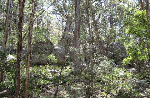 Tallaganda National Park - Attractions Melbourne 0