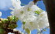 Tasmania Birchs Bay Cherries - thumb 0