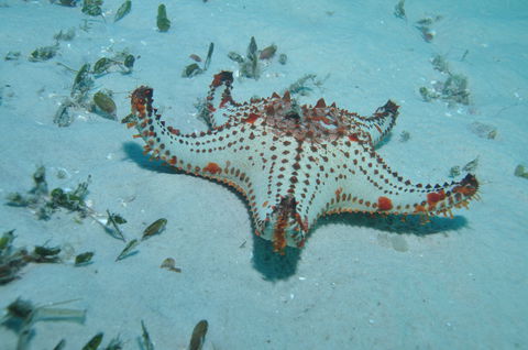 The Pines Dive Site - Attractions Melbourne 0