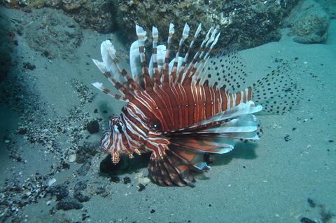 The Pines Dive Site - Attractions Melbourne 1