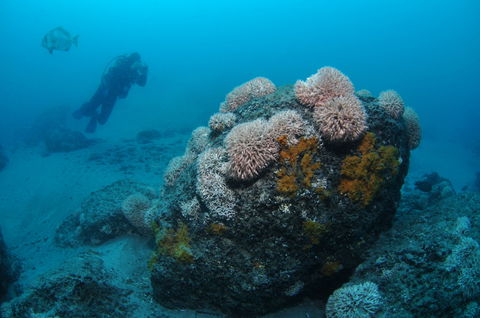 The Pines Dive Site - Attractions Melbourne 2