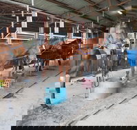 The Equine Club - Attractions Melbourne