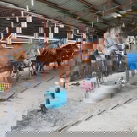 The Equine Club