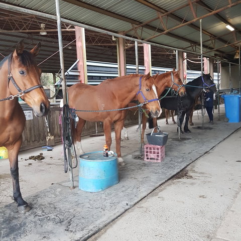 The Equine Club - Attractions Melbourne 0