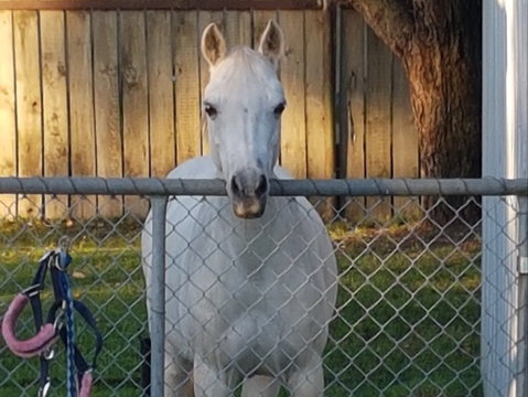 The Equine Club - Attractions Melbourne 2