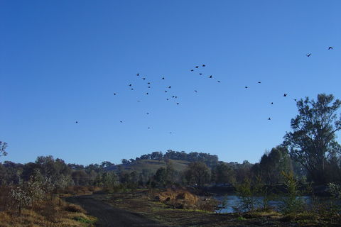 Tumut Wetlands - Attractions Melbourne 1