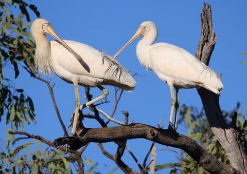 Tumut Wetlands - Attractions Melbourne 2