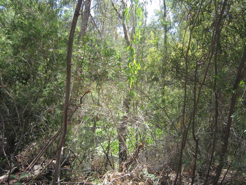 Wangaratta Common Nature Conservation Reserve - Attractions Melbourne 0