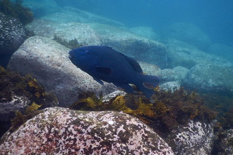 Small-Group Underwater Scooter Experience In Clovelly - Attractions Melbourne 4