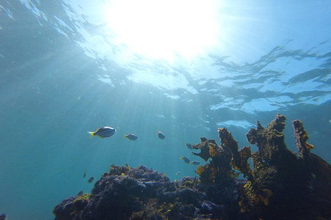 Small-Group Underwater Scooter Experience In Clovelly - Attractions Melbourne 1