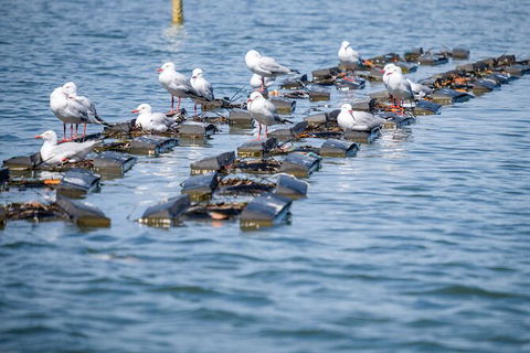 Catch A Crab Tour With Optional Seafood Lunch - Attractions Melbourne 2