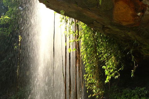 Rainforest & Waterfall Experience - Attractions Melbourne 9