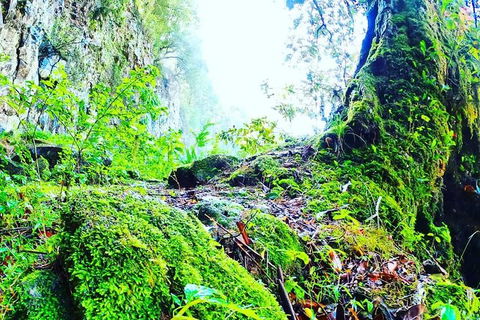 Rainforest & Waterfall Experience - Attractions Melbourne 8