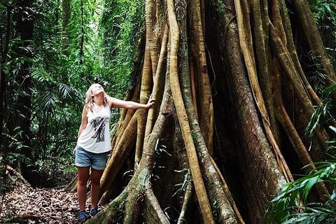 Rainforest & Waterfall Experience - Attractions Melbourne 3