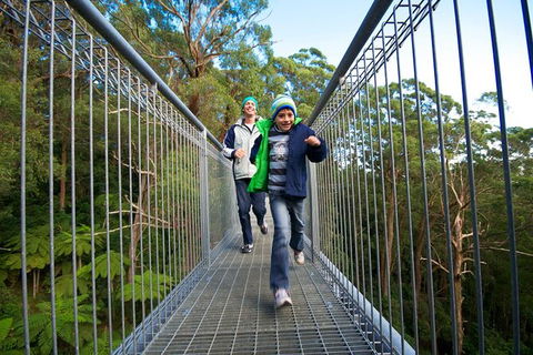 Illawarra Fly Treetop Adventures Treetop Walk Admission Ticket - Attractions Melbourne 7