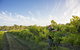 Mclaren Vale - thumb 0