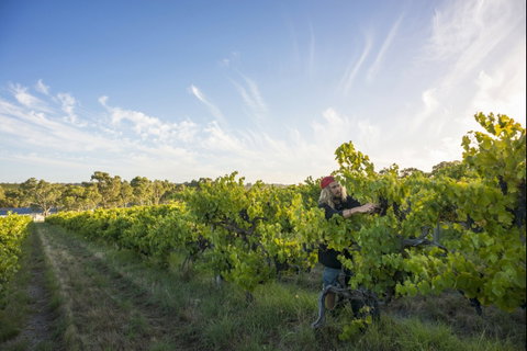 Mclaren Vale - Attractions Melbourne 0