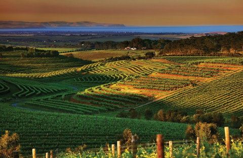 Mclaren Vale - Attractions Melbourne 1