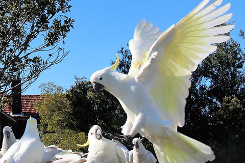 Half Day Manly Beach And More - Attractions Melbourne 1