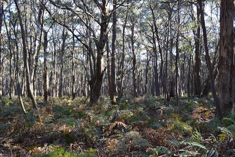 Six Foot Track - Attractions Melbourne 3