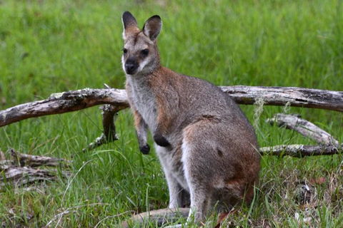 Ultimate Blue Mountains And Wildlife Tour - Attractions Melbourne 2