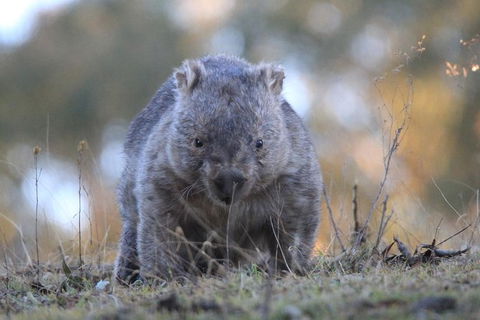 Ultimate Blue Mountains And Wildlife Tour - Attractions Melbourne 3