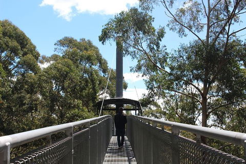 Illawarra Fly Treetop Adventures Admission Including Zipline Tour - Attractions Melbourne 2