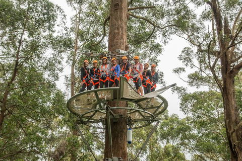 Illawarra Fly Treetop Adventures Admission Including Zipline Tour - Attractions Melbourne 4