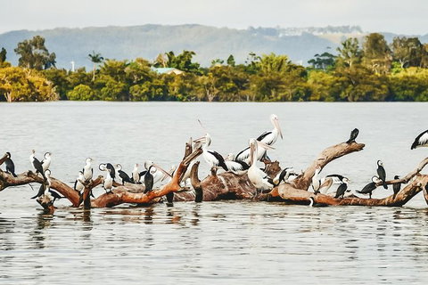 Sunset River Cruise Near Byron Bay - Attractions Melbourne 27