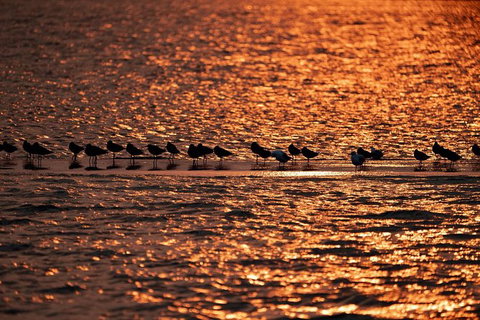 Sunset River Cruise Near Byron Bay - Attractions Melbourne 25