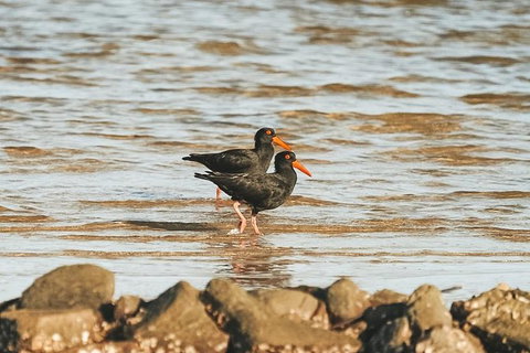 Sunset River Cruise Near Byron Bay - Attractions Melbourne 10