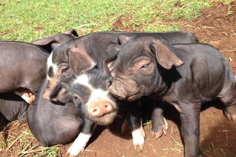 Paddock To Plate Farm Tour And Tasting - Attractions Melbourne 9