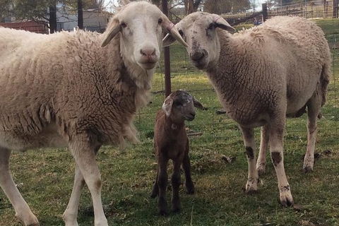 Paddock To Plate Farm Tour And Tasting - Attractions Melbourne 7