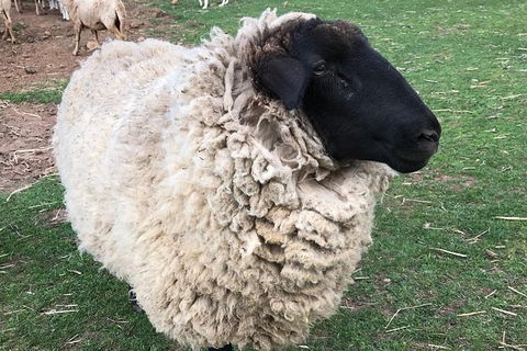 Paddock To Plate Farm Tour And Tasting - Attractions Melbourne 3