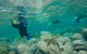 Manly And Shelly Beach Snorkeling Tour - thumb 0