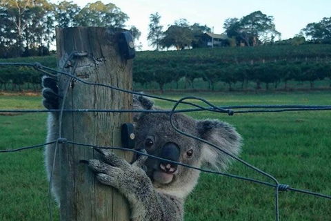 The Secret Vines Experience Port Macquarie - Attractions Melbourne 1