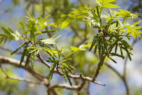 Pecan Farm Tour And Workshop, Byron Bay Hinterland - Attractions Melbourne 2