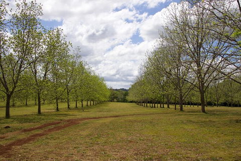Pecan Farm Tour And Workshop, Byron Bay Hinterland - Attractions Melbourne 6