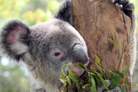 Private 10-hour Tour To Blue Mountains From Sydney - Hotel Pick Up & Drop Off - Attractions Melbourne 2