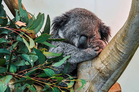 Blue Mountains Highlights, Wildlife Park And Scenic World Full Day Private Tour - Attractions Melbourne 1