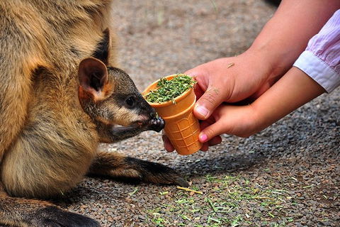 Blue Mountains Highlights, Wildlife Park And Scenic World Full Day Private Tour - Attractions Melbourne 3