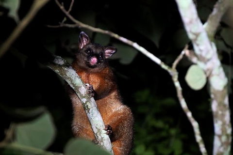 Atherton Tablelands Rain Forest By Night From Cairns - Attractions Melbourne 2