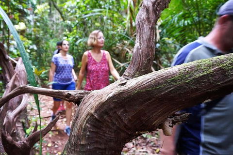 Atherton Tablelands Rain Forest By Night From Cairns - Attractions Melbourne 8