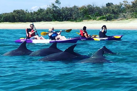 Half Day Dolphin Kayaking And Snorkeling Tour - Attractions Melbourne 1
