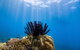 Full-Day Cruise Tour To Frankland Islands Great Barrier Reef - thumb 7