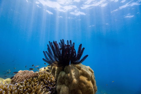 Full-Day Cruise Tour To Frankland Islands Great Barrier Reef - Attractions Melbourne 7
